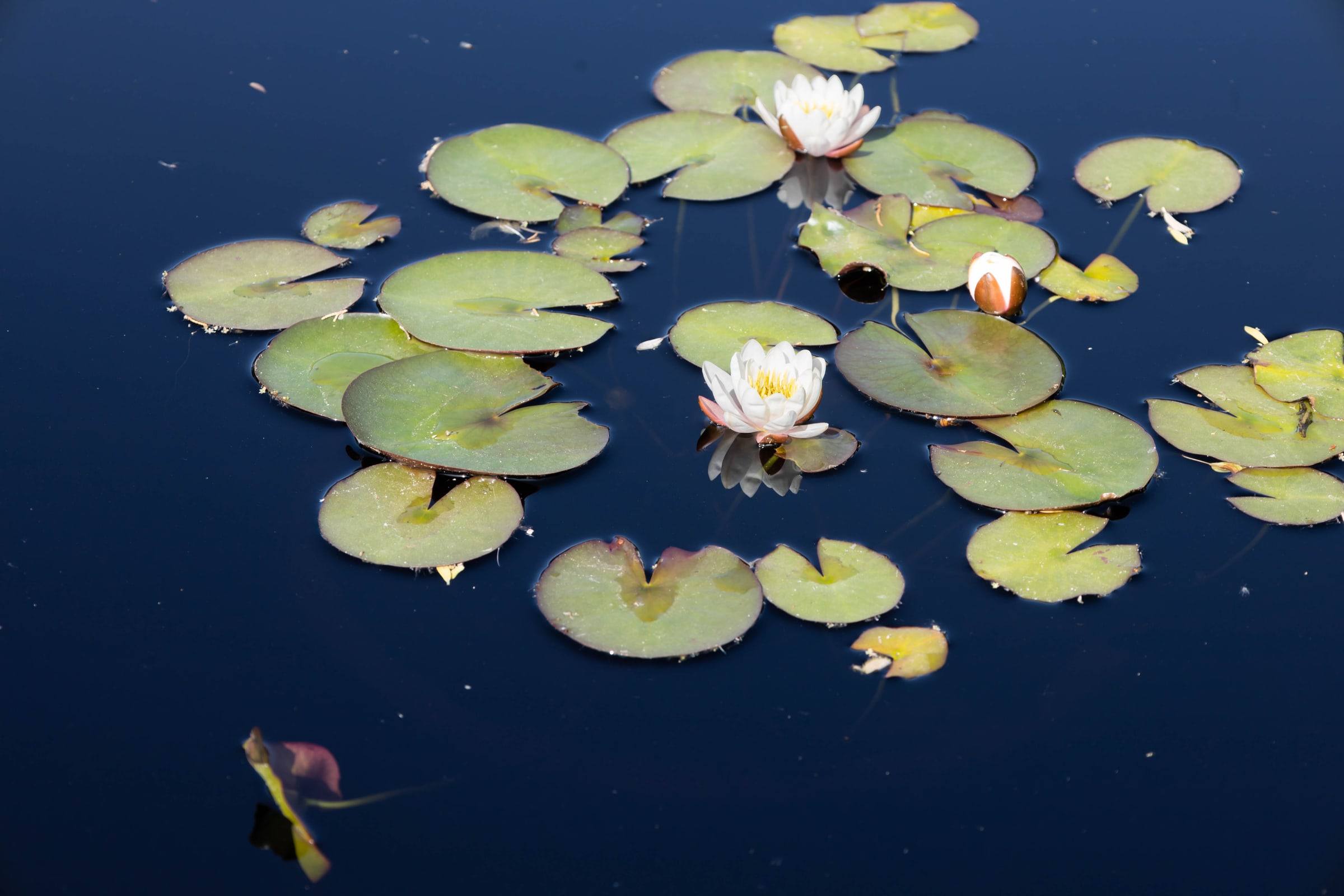 Water lilies in a pool at the Denver Botanic Gardens