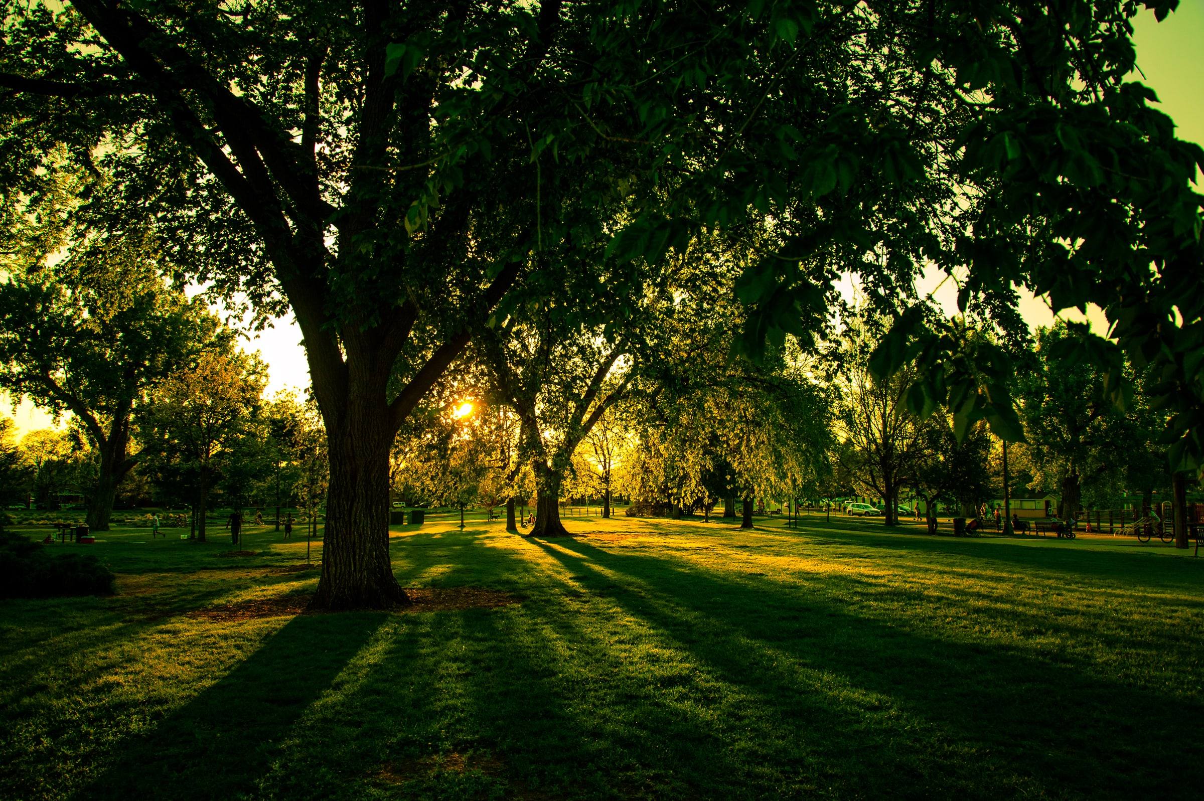 Long shadows across the lawns of Washington Park